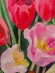 Painting Tulips, artist Nina Lytvyn