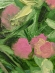 Painting Clover, artist Nina Litvin