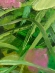 Painting Clover, artist Nina Litvin