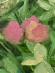Painting Clover, artist Nina Litvin