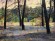 Картина Сосновый лес в окрестностях Крутогорба, художник Шаров Александр - продано