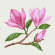 Картина по номерам „Ветвь магнолии“ 15х15см с мольбертом ROSA START