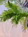 Painting Spruce, artist Nina Lytvyn