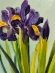 Painting Iris 2, artist Nina Nina Lytvyn